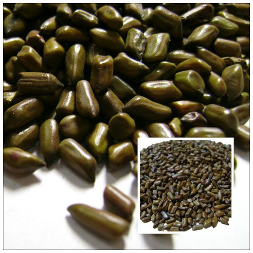 Thảo quyết minh, hay muồng muồng thượng hạng JINDO 1kg
