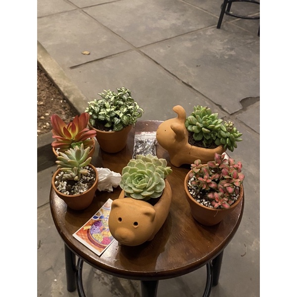 Sen đá mini random TROPICAL FOREST