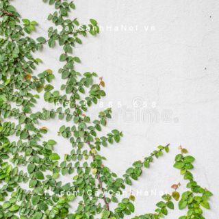 Cây 🌲 Thằn lằn ♌ leo tường...