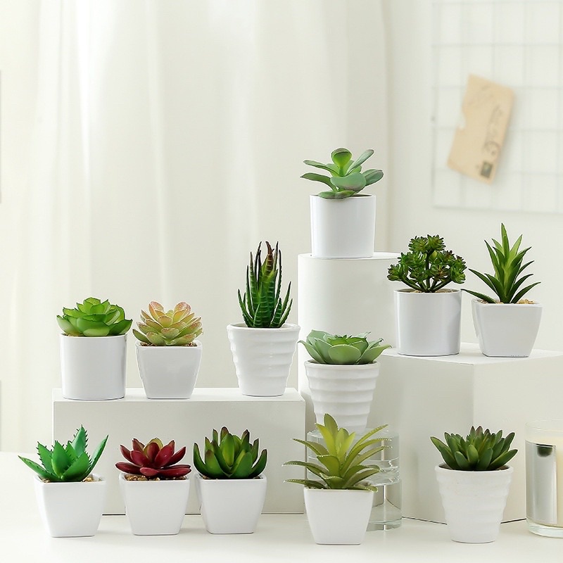 Chậu cây giả để bàn-Chậu sen đá ,Xương rồng -nhiều mẫu,trang trí decor siêu xinh