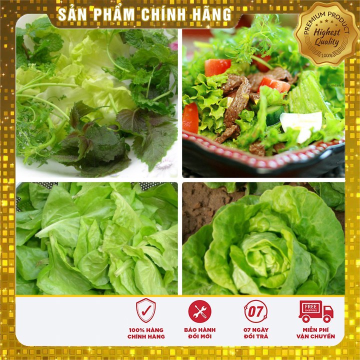 Hạt giống rau xà lách cuốn xanh ngon