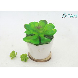 Chậu sen đá giả để bàn số 85