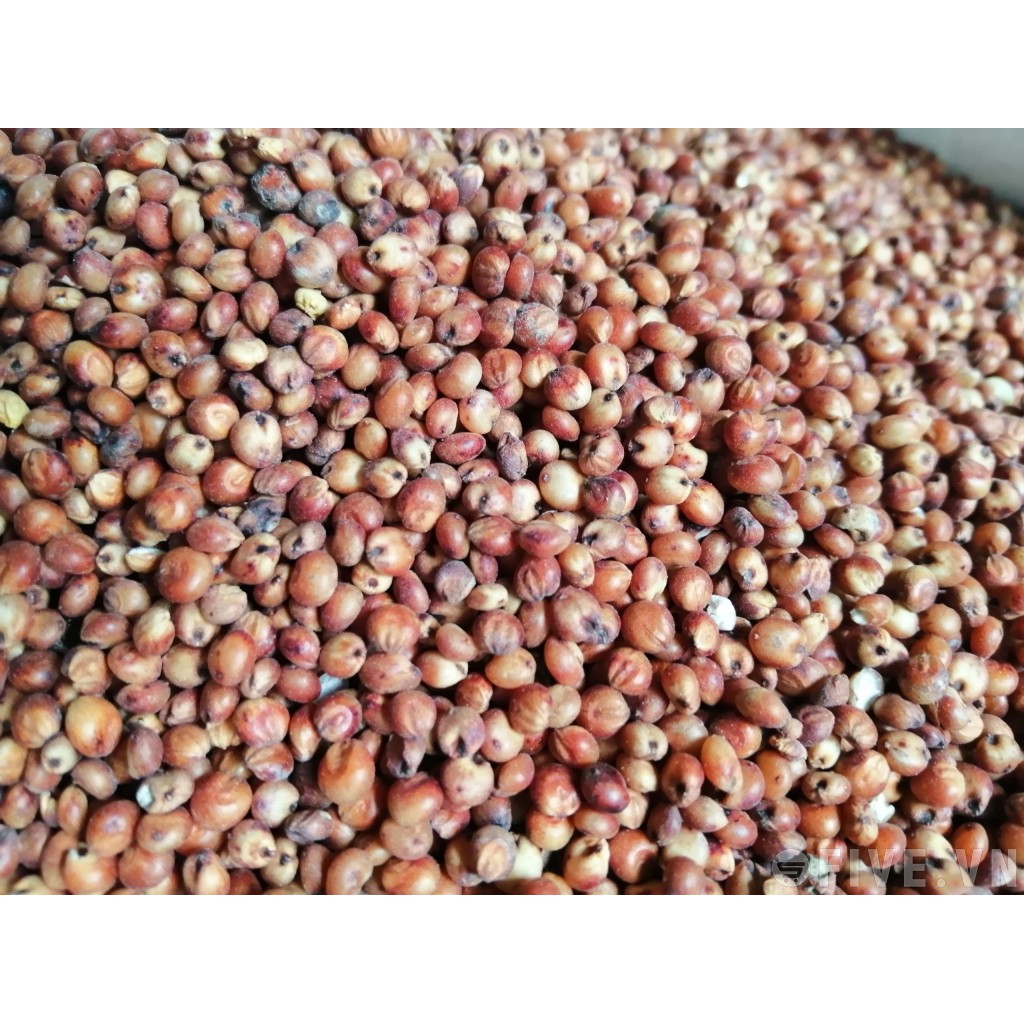 Hạt Bo Bo Trắng Cho Các Dòng Hamster Và Chim 0.5 Kg