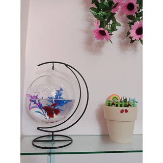 Bể Cá Mini Cung Trăng 16 Cỡ To ( Tặng kèm combo phụ kiện trang trí )
