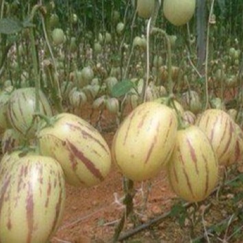 100 Hạt giống dưa petino - Nhập khẩu Tứ Xuyên nguyên bao bì