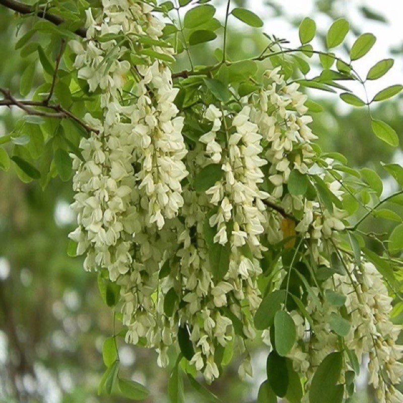 Cây giống hoa hoè