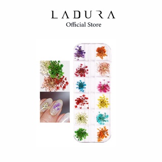 Hoa khô nail LADURA trang trí móng cánh nhỏ 12 màu