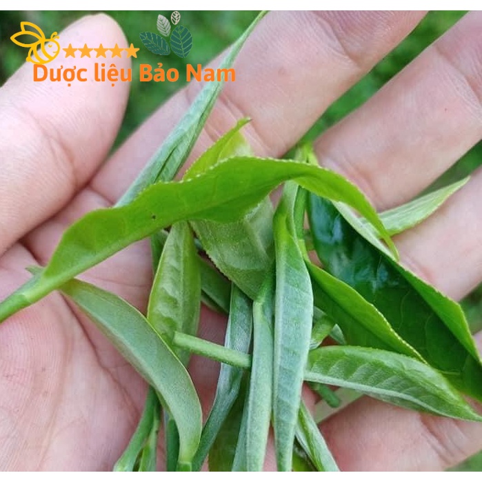 Chè tuyết san - Đặc sản Lai Châu 1kg hút chân không sang trọng