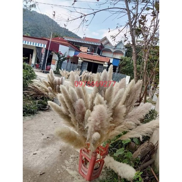 Combo 10 Bông Lau xù zie to decor trang trí