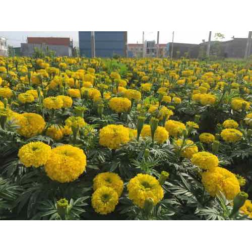 HẠT GIỐNG HOA VẠN THỌ CAO LỠ MÀU VÀNG CHANH - GÓI 20 HẠT