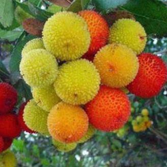 Giống Cây Thanh Mai Ngọt Lịm, "Dâu rừng" Tây Bắc
