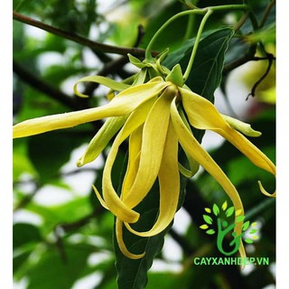 Cây 🌲  Hoàng Lan (siêu thơm) đang hoa