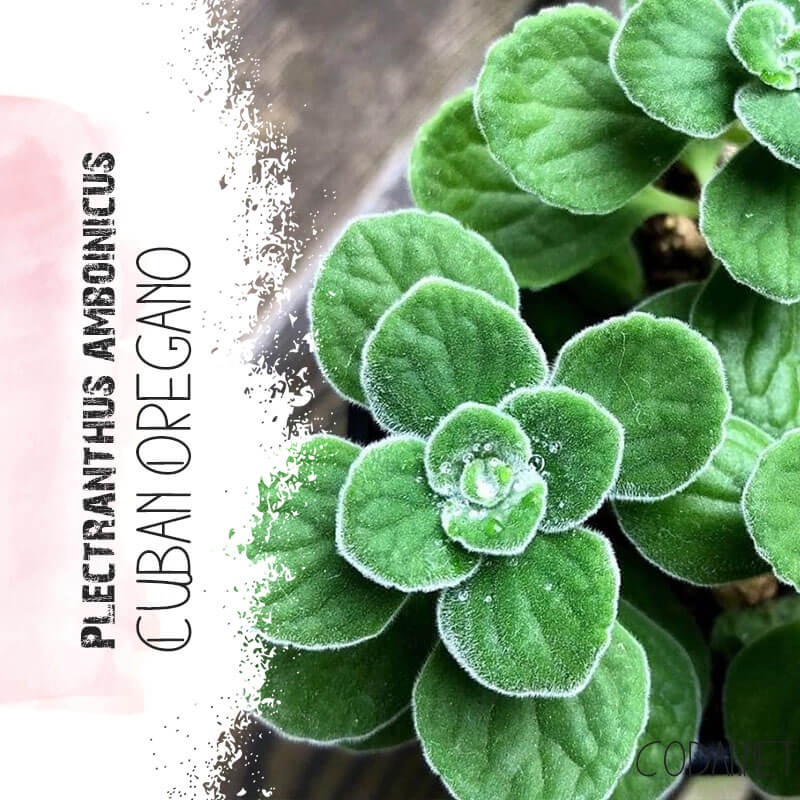 Cây Plectranthus amboinicus Cuban Oregano (Kinh Giới Cu Ba) (Lá Có Mùi Rất Thơm) chậu nhựa 8cm