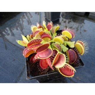 Cây bẫy mồi , bẫy kẹp , bắt mồi dòng B52