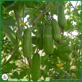 Hạt giống Bí đao chanh F1 Thanh Trúc TN 88 - 20 hạt