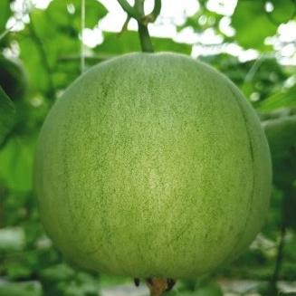 HẠT GIỐNG DƯA LÊ XANH TASTY F1