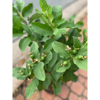 Cây 🌲 Ổi Nữ Hoàng .... đang hoa