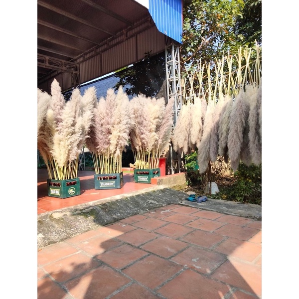 💥Bông lau xù tự nhiên đã phơi khô và xử lý chống rụng. Thích hợp dùng để trang trí💥