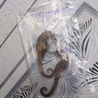 1 cặp cá ngựa khô size 13cm-14cm