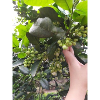 CHẾ PHẨM SINH HỌC SIÊU RA HOA HLC