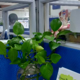 Cây trầu bà thủy sinh