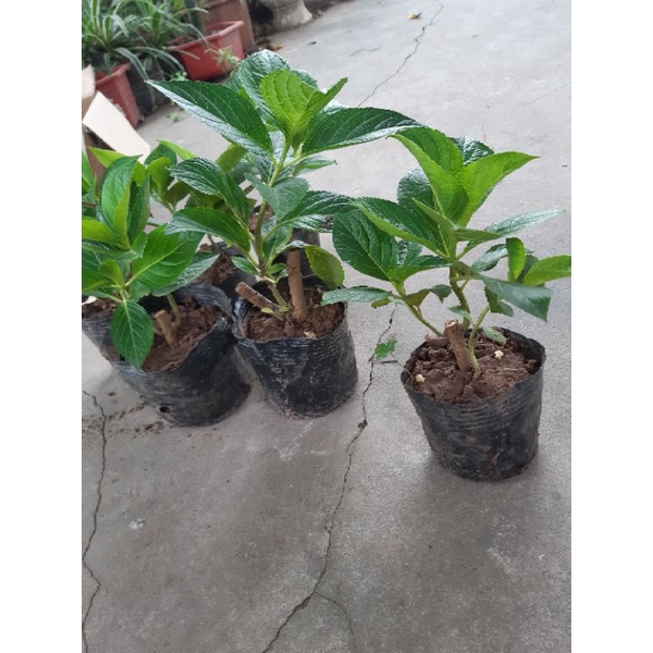 Cẩm tú cầu hàng bầu chuẩn ảnh