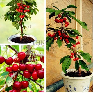Hạt giống cây ăn trái cherry đỏ ( 10 hạt + 1 gói kích thích hạt nảy mầm )