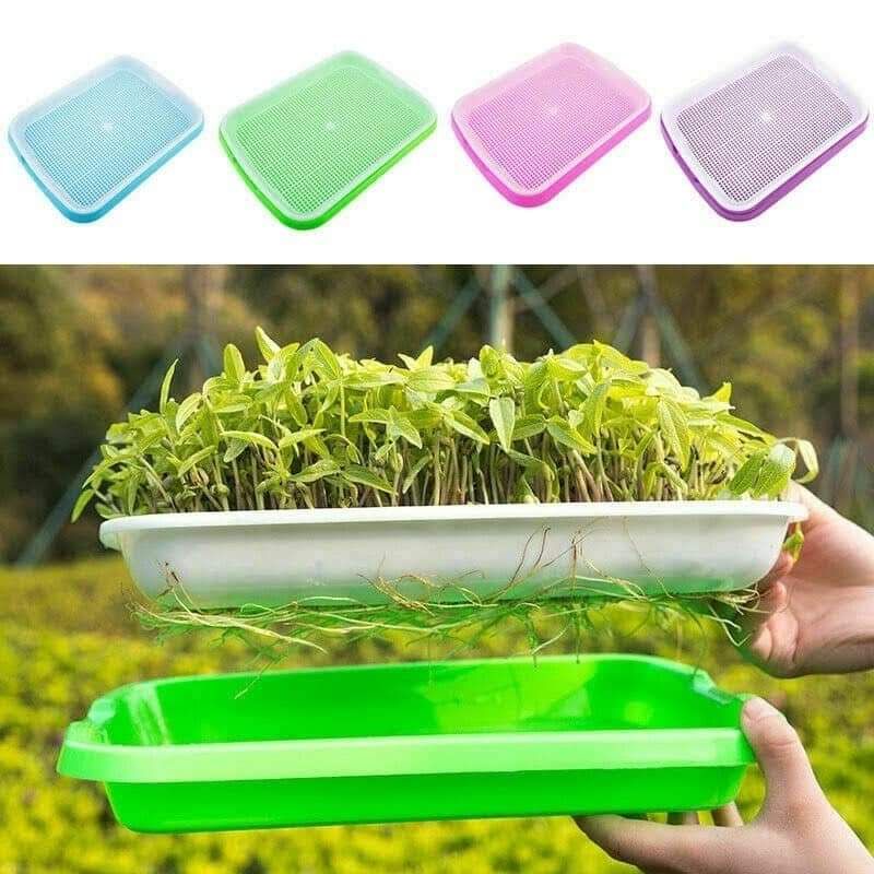 KHAY TRỒNG RAU MẦM THỦY CANH CHUYÊN DỤNG