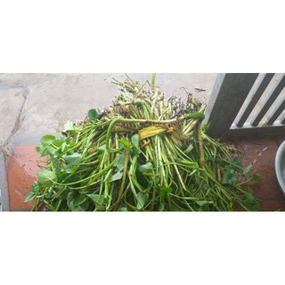 Combo 500 Cây giống ngó khoai không ngứa