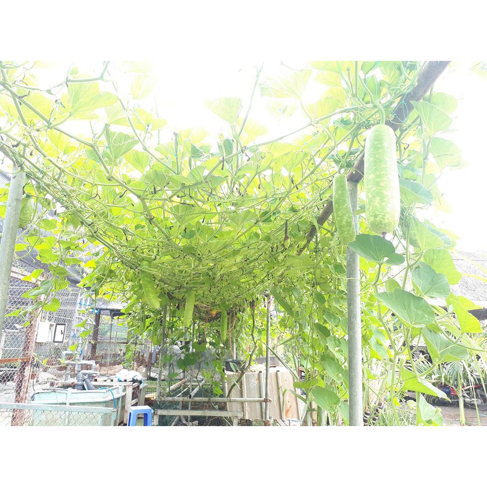 GIÁ 1K - Hạt giống bầu sao trái dài - Tập làm vườn cùng Tạ Gia Trang