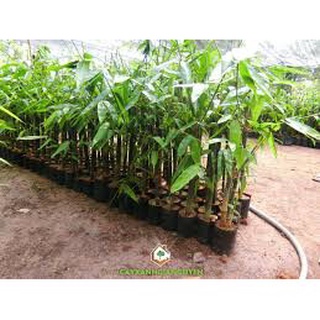 Cây Giống Măng Tre Bát Độ