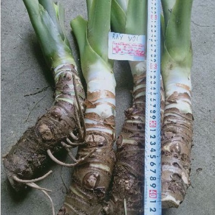 Cây ráy voi lớn mua 3 tặng 1