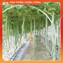 HẠT GIỐNG MƯỚP RẮN Gói 5H