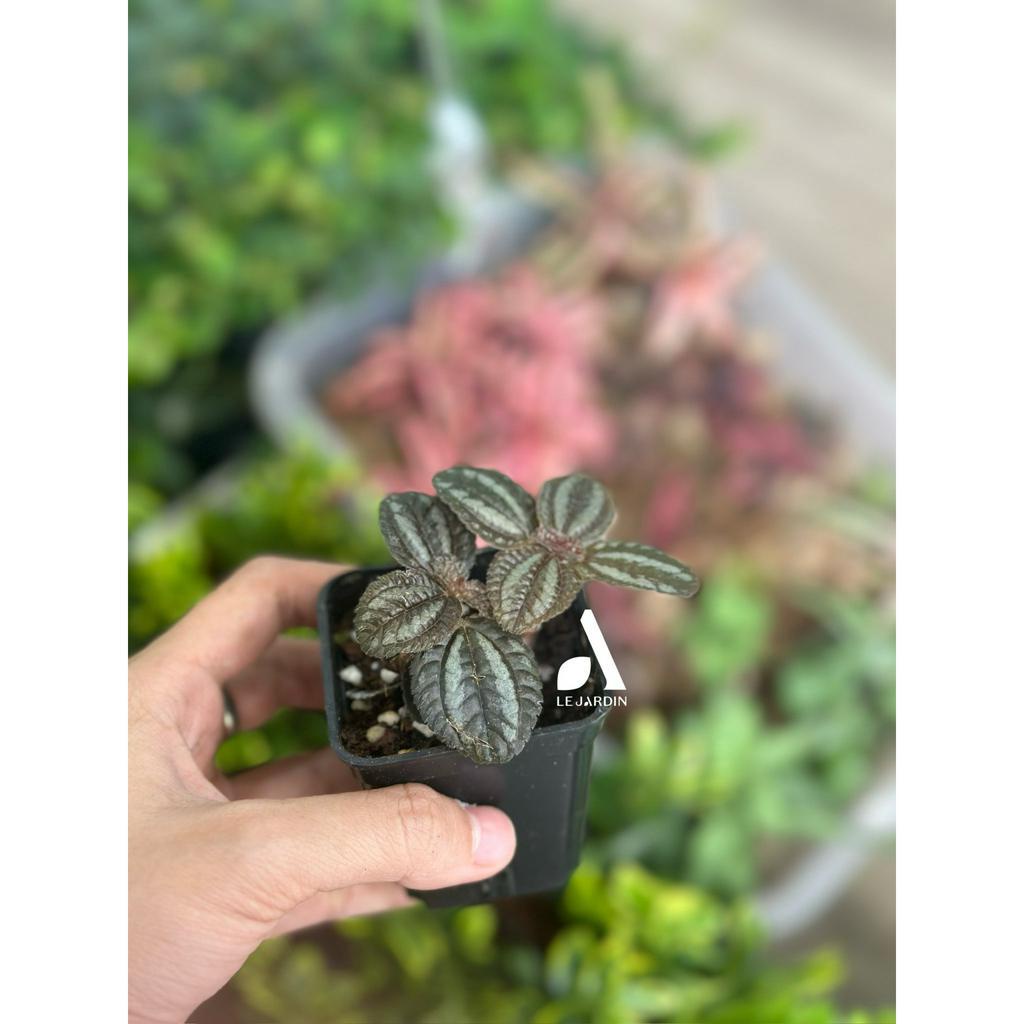 Cây Pelia lá sọc, cây bán cạn set up terrarium, cây bán cạn tiểu cảnh, cây màu sắc terrarium, tiểu cảnh