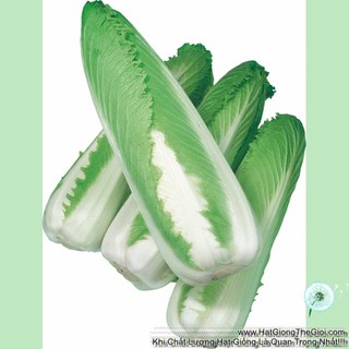 0.5Gr Hạt Giống Cải Thảo Nhật Rocket (A5.203| C46*W51*M174)