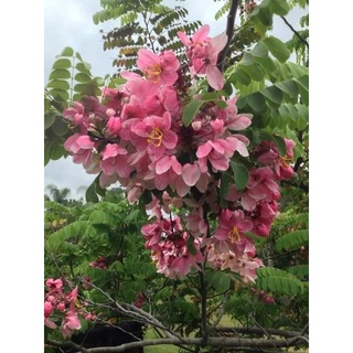 Cây hoa giống muồng anh đào