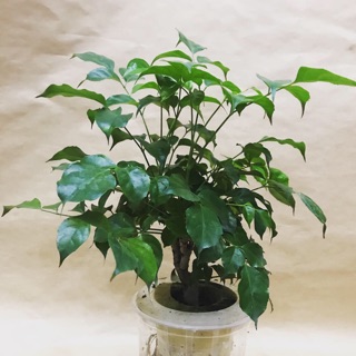 Cây hạnh phúc thuỷ sinh