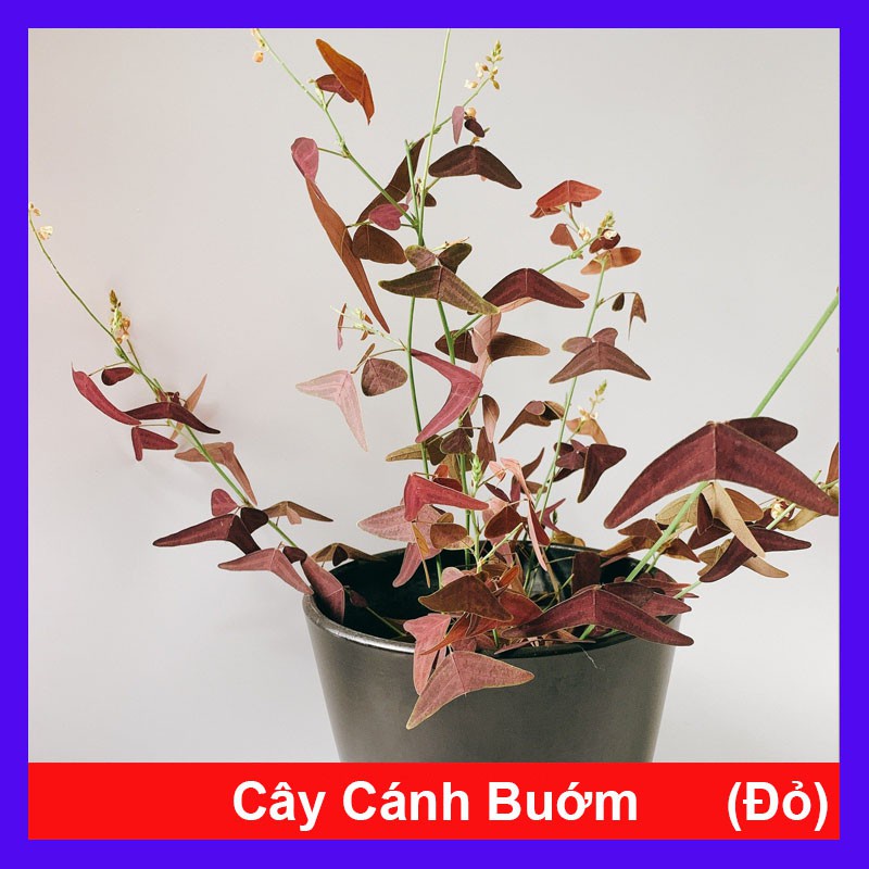 Cây cánh bướm đỏ - Cây cảnh để bàn - caykiengsadec