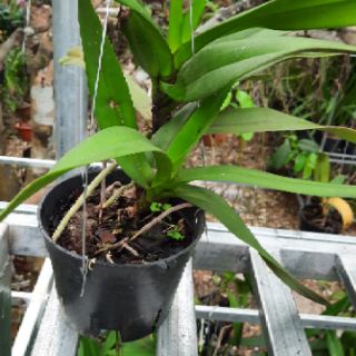 Hoa phong lan đuôi cáo