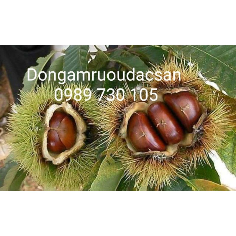 Hat Dẻ Trùng Khánh Cao Bằng Hạt To VIP 1KG