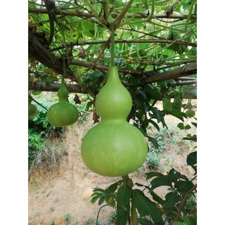 10gr Hạt giống bầu  hồ lô siêu quả