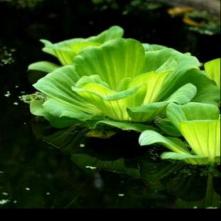 bèo cái (bèo hoa )3k.