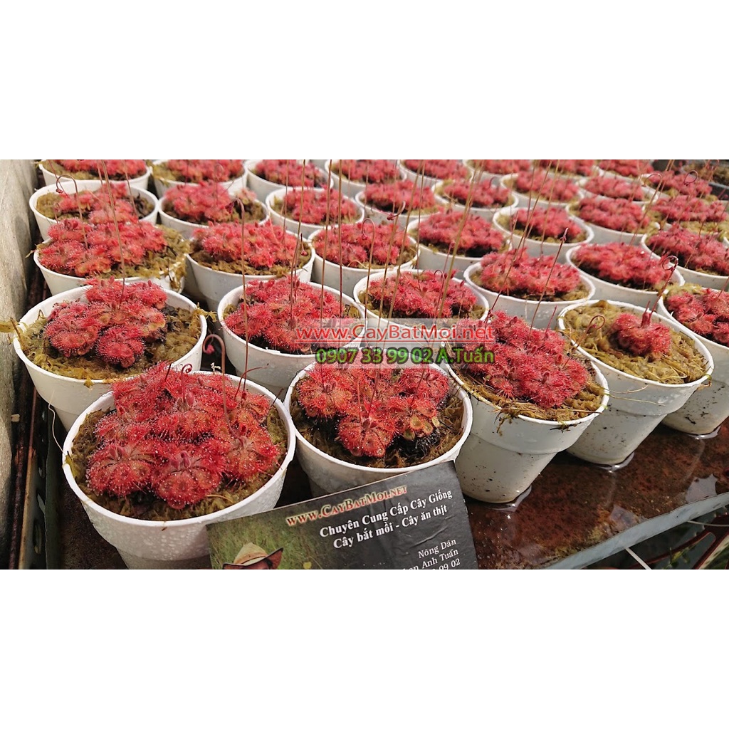 Bộ gieo hạt Giống gọng vó đồng tiền drosera Burmanii
