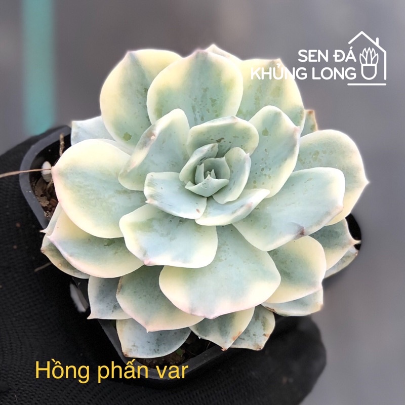 Sen đá Hồng Phấn Var - echeveria subsessilis variegated