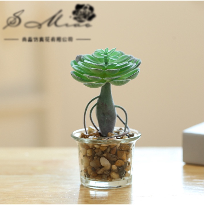 Chậu sen đá để bàn trang trí siêu xinh,decor không gian, gồm chậu thủy tinh + cây, cao 23cm