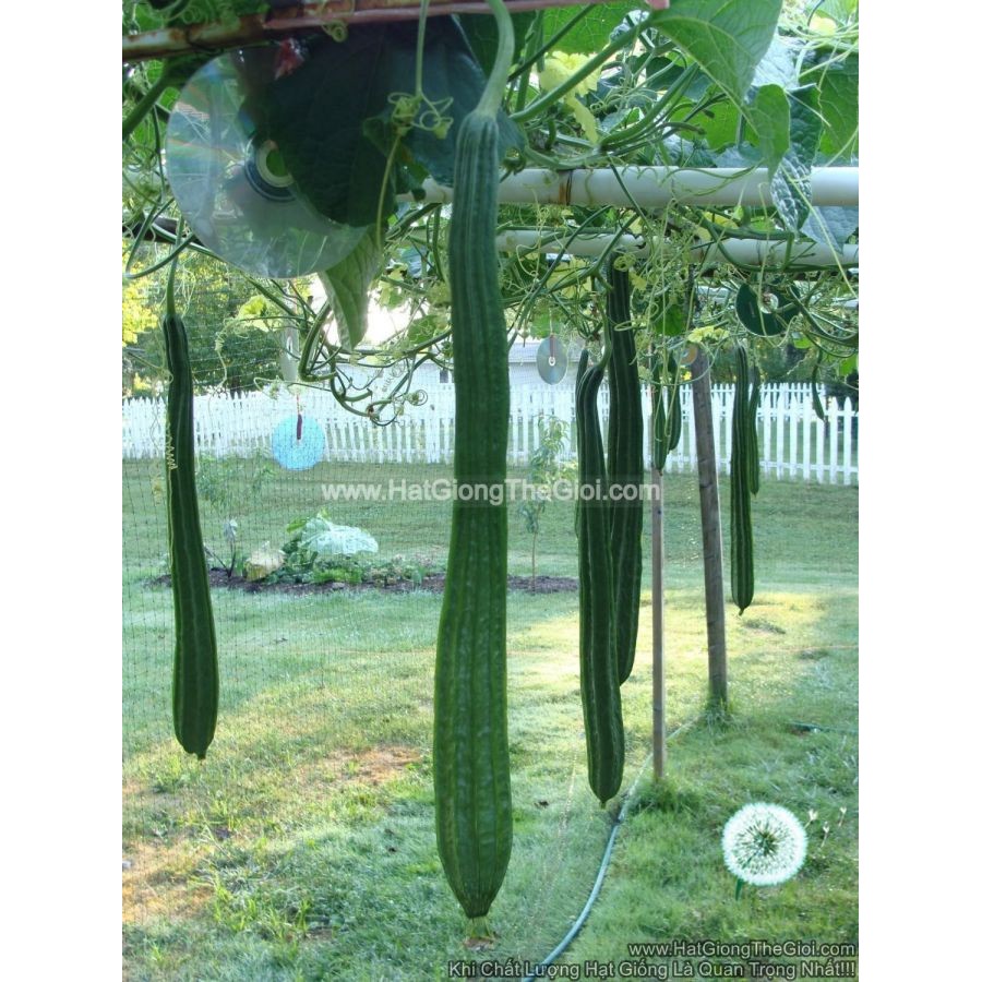 1Gr Hạt Giống Mướp Khía Sai Quả TG10