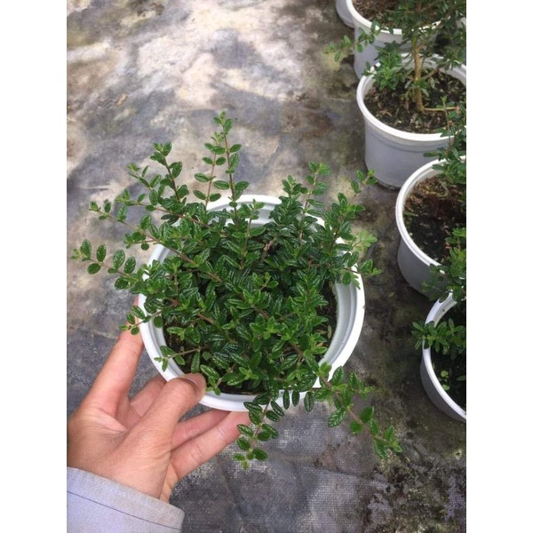 Cây giống Hàm hương