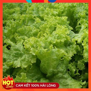 COMBO 02 Gói Hạt giống Xà Lách Xoăn xanh tặng 1 gói phân bón