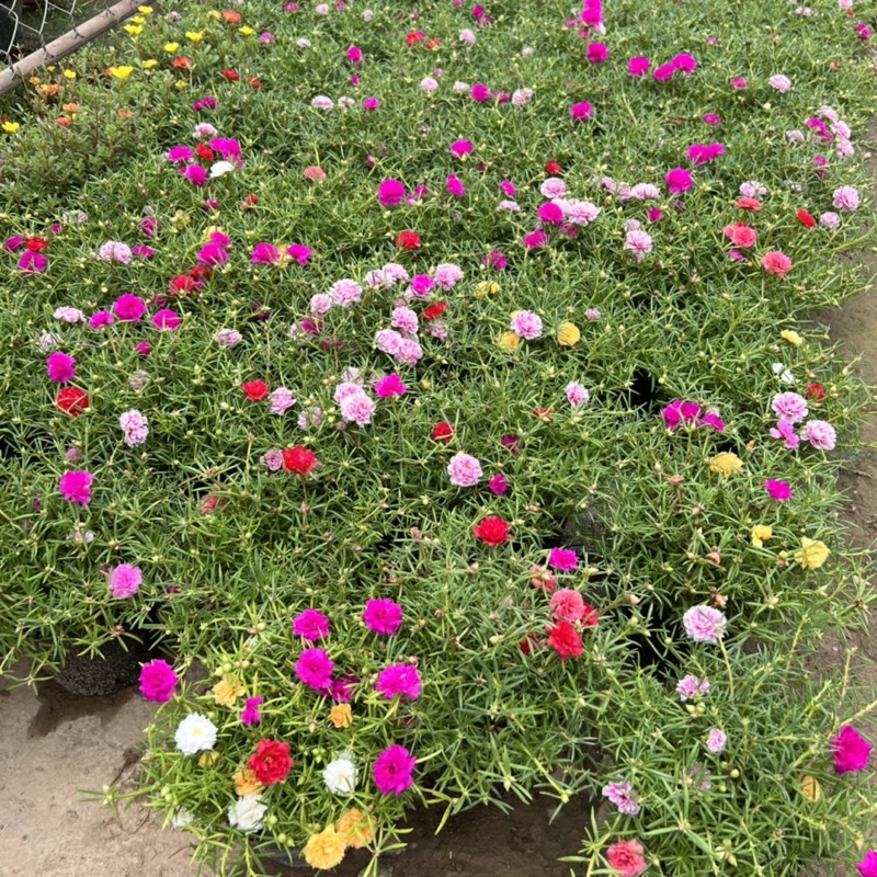 Cây hoa 10 giờ trồng bịch xum xuê thân nhánh, cây hoa cảnh rất dễ trồng và chăm sóc, trồng ven tường rào và ban công