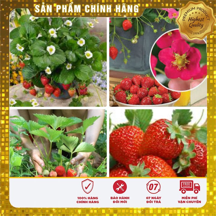 HẠT GIỐNG DÂU TÂY ĐỎ LUCKY SEEDS (100 hạt)